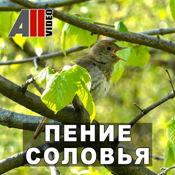 Allvideo - Пение Соловья