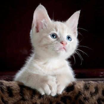 Kittens Meowing - Meowing Cats Мяуканье Кота Кошки