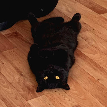 Мяуканье Кота И Кошки & Мяуканье Кошки Котенка - Мяуканье Кота! Ваша Кошка Будет Преследовать Вас!!!
