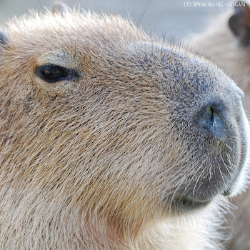 Сто-Личный Она-Нас - Capybara Ft Betsy