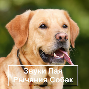 Звук Лая Собаки - Лай Собаки Звук Ft Лай Собаки & The Sound Of A Dog Barking